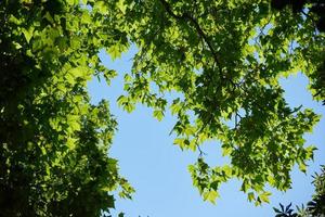 vue sur les branches d'arbres photo