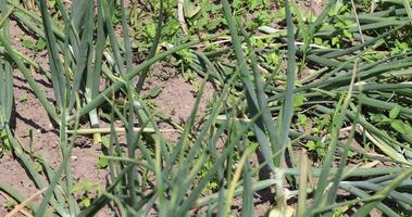 oignons verts sur le terrain en été photo