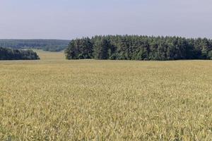 un champ agricole où pousse le blé céréalier mûrissant photo