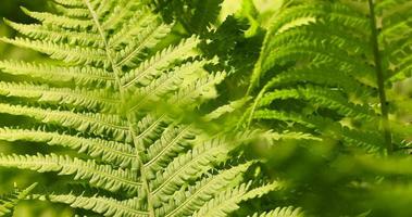 feuilles de fougère verte par temps venteux en été photo