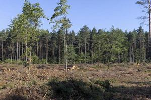 déforestation pour la récolte du bois , forêt photo