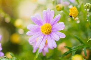 belles fleurs de marguerite fraîches avec des gouttes d'eau sur le pré vert photo