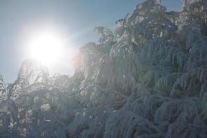 neige fraîche sur les branches photo