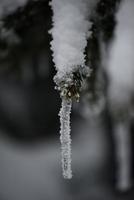 pin à feuilles persistantes de noël recouvert de neige fraîche photo