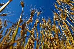 champ de blé avec un ciel bleu en arrière-plan photo