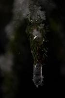 arbre couvert de neige fraîche la nuit d'hiver photo