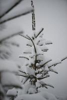 pin à feuilles persistantes de noël recouvert de neige fraîche photo