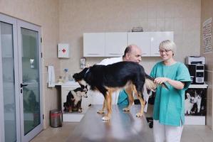vétérinaire et assistant dans une clinique pour petits animaux