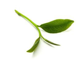 feuille de thé vert isolé sur fond blanc, feuilles de thé fraîches sur fond blanc photo