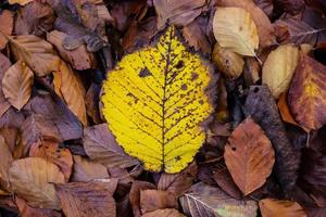 belles feuilles d'automne colorées sur le sol pour les arrière-plans ou les textures photo