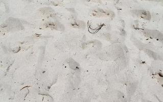 belles photos du sable blanc de la plage sur l'île paradisiaque des seychelles avec des empreintes de pas