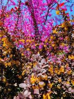 lilas rose en fleurs photo