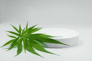 feuilles de cannabis vertes isolées sur fond blanc, cultivez du cannabis médical et utilisez-le comme ingrédient médicinal. photo
