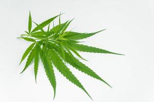 feuilles de cannabis vertes isolées sur fond blanc, cultivez du cannabis médical et utilisez-le comme ingrédient médicinal. photo