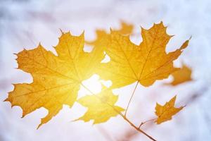 changement de saison ou symbole de prévision météo ensoleillé photo