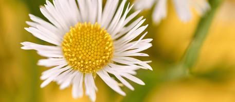 belles fleurs d'erigeron annuus avec têtes de fleurs blanches, centre jaune, fond de bannière jaune photo