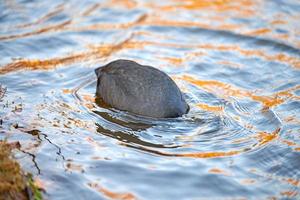 foulque flottant sur l'eau bleue. gros plan de fulica atra photo