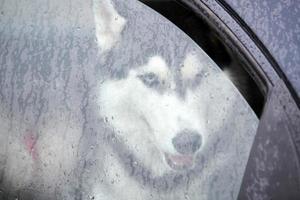 chien husky en voiture photo