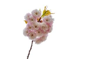 belles couleurs douces de la branche en fleurs de cerisier, isolées sur fond blanc. sakura. yaezakura photo