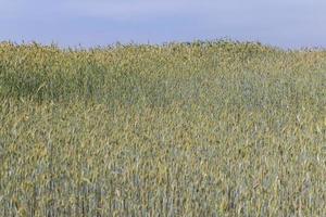 un champ agricole où pousse le blé céréalier mûrissant photo