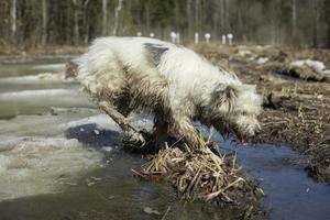 chien en promenade dans les bois. chien dans le marais. animal de compagnie dans la nature dans le parc. photo