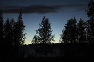 forêt la nuit. silhouettes d'arbres en soirée. paysage forestier. photo