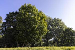 arbres à feuilles caduques au feuillage vert en été photo