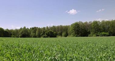 un champ agricole où poussent des céréales vertes photo