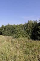 différents arbres poussant ensemble dans la forêt photo