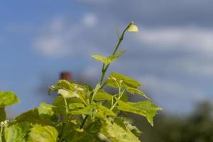 une vigne au feuillage vert en été photo