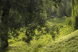 différents arbres poussant ensemble dans la forêt photo