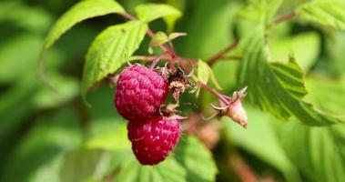 framboises vertes par temps venteux dans le jardin photo