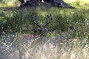 cerf se reposant par temps chaud photo