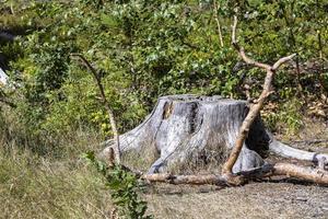 une vieille souche d'arbre séchée en été photo