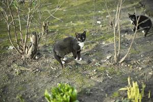 chat dans la rue. chat errant dans un lit de fleurs. animal sans propriétaire. photo