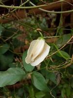 cette fleur blanche s'appelle la fleur de telang en indonésie photo