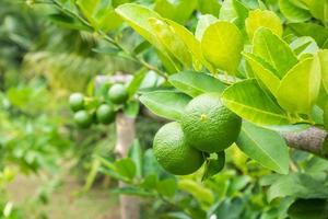 Limes vertes fraîches de citron sur l'arbre dans le jardin organique photo
