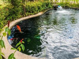 carpes de poissons koi nageant dans un étang de jardin photo