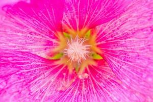 gros plan belle fleur rose trémière fleurs photo