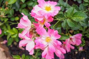 belles roses sauvages roses naturelles fraîches dans un jardin fleuri photo