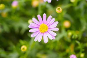 fleurs de marguerite rose photo