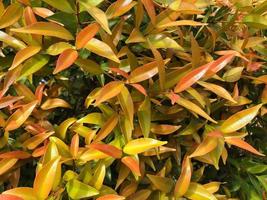 syzygium oleina dans la nature. cette plante également appelée syzygium oleina, pucuk merah, daun pucuk merah et syzygium myrtifolium photo