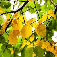 feuilles vertes et jaunes d'orme en automne photo