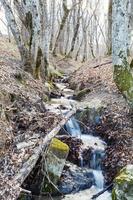 pittoresque avec ruisseau dans les bois de montagne au printemps photo