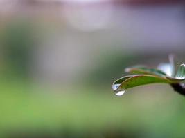 gouttes d'eau des feuilles photo