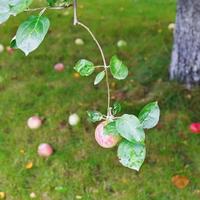 pomme rouge sur une branche sur des fruits mûrs tombés photo