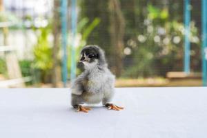 Bébé poussin australorp noir s'asseoir sur un tissu blanc couvrir la table avec bokeh et jardin flou dans un champ extérieur photo