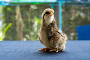 bébé mini poussin wyandotte sur tissu bleu couverture de table avec jardin vert bokeh arrière-plan flou. photo