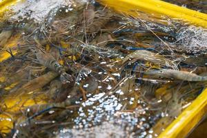 les crevettes bleues fraîches nagent dans le réservoir pour les ventes et cuisinent au marché frais local d'asie. photo