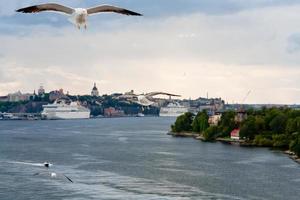 mouette sur le rivage de la mer baltique près de stockholm, suède photo